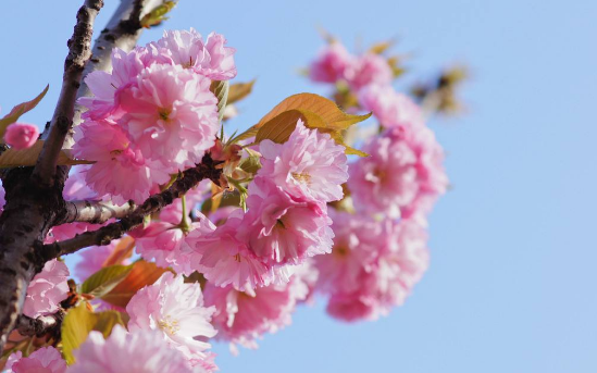 樱花树